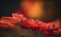 Colourful water drops