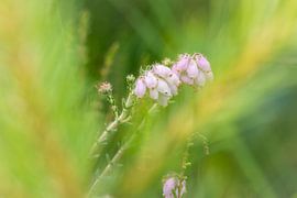 Soft focus of wild plant : "Common Dophei" by Piet Spierings