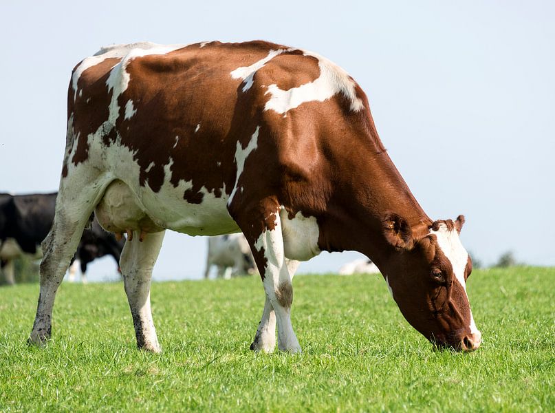 cow red white by ChrisWillemsen