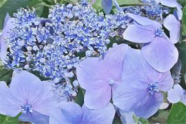 'Generaties' - Paarse Hortensia Bloemen in het Groen - Digitale Kunst van VenVision Art