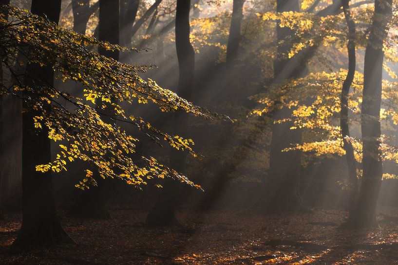 Speulderbos von Jeroen Linnenkamp