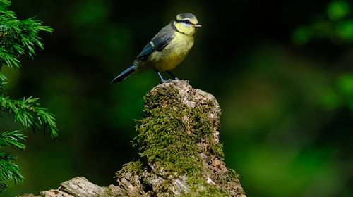 Pimpelmees (juveniel) van Sabrina de Vries