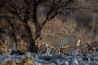 Leopard von Richard Guijt Photography Miniaturansicht