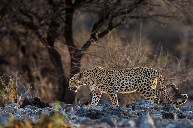 Leopard von Richard Guijt Photography