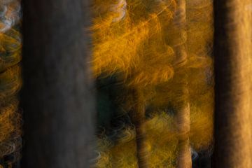 Impressionistische lariks bos van Karla Leeftink