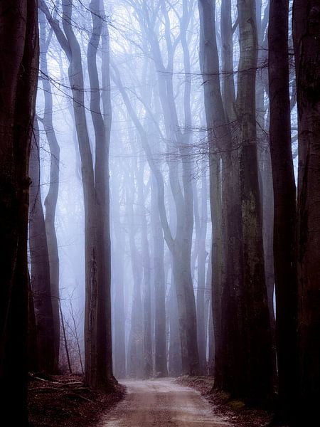 Morning glory by Tvurk Photography