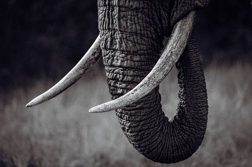 Close-up of an elephant vintage by Beeldpracht by Maaike