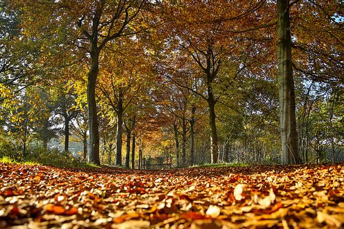 Kleurrijke herfstbladeren in het bos