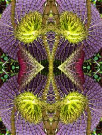 Victoria Regia by Vincent van Buuren