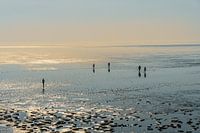 Onderweg in het wad