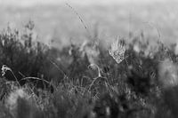 Spider web in morning dew Black and white