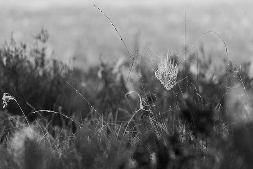 Spinnenweb in ochtenddauw Zwartwit