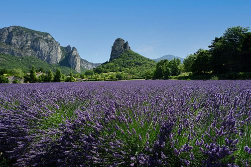 Lavendelveld in Drôme Provençale Frankrijk