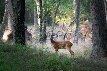 Schöne Rehe in der Veluwe