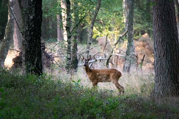 De beaux chevreuils dans le veluwe sur Ties Verkerk