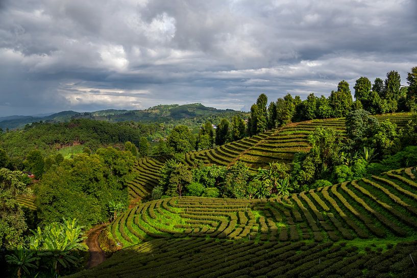 Doi Mae Salong, Provinz Chiang Rai im Norden Thailands von Franklin Driessen