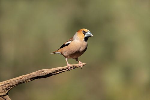 Hawfinch man