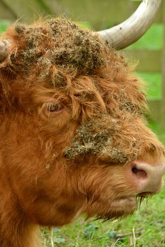 Portrait d'un Highlander écossais brun