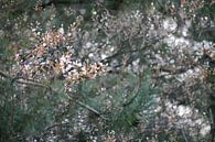 Bomen in bloei van Skyler Muller thumbnail