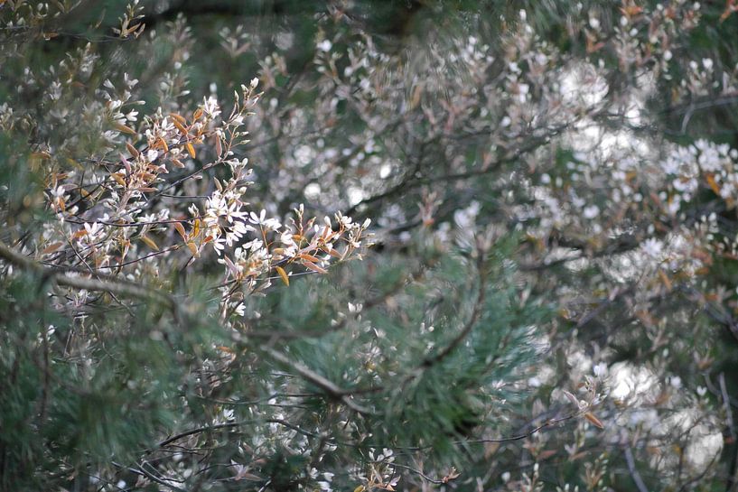 Bomen in bloei van Skyler Muller