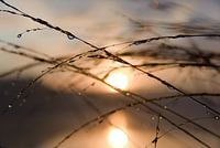 Sunrise with grass and dew drops