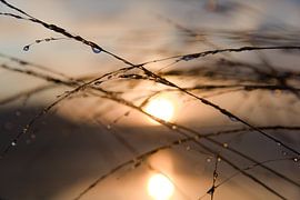 Sonnenaufgang mit Gras und Tautropfen von Marco Bos