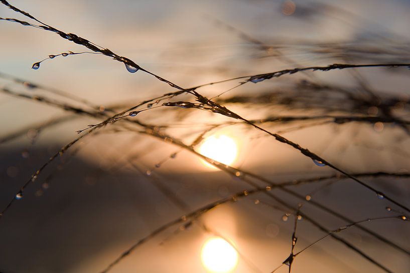 Sunrise with grass and dew drops by Marco Bos
