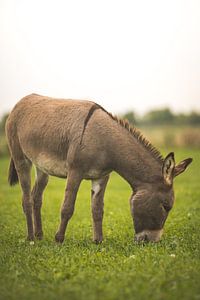 Donkey Pleun. sur Reversepixel Photography