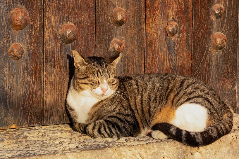 Chat au soleil par D Meijer