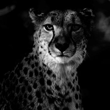 Cheetah, portrait by Ken Kühlbrandt