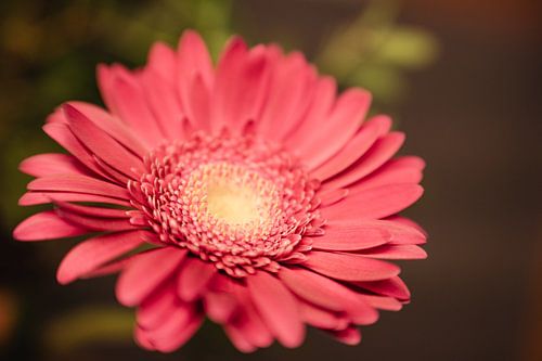 Gerbera Daisy Flower by Leo Schindzielorz
