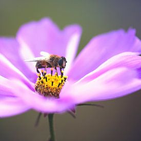 Un moment de paix sur Tamara Mollers Fotografie Mollers