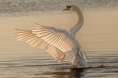 Schwan im Morgenlicht.