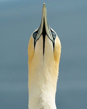 Looking up