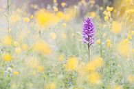 soldaatje (orchis militaris)  van Francois Debets thumbnail