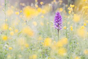 soldaatje (orchis militaris) 