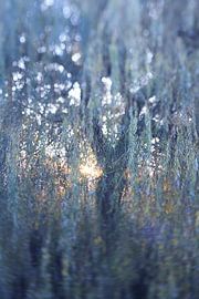 Dreamy Willow by Karel Ham