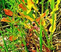 Wild beautiful nature