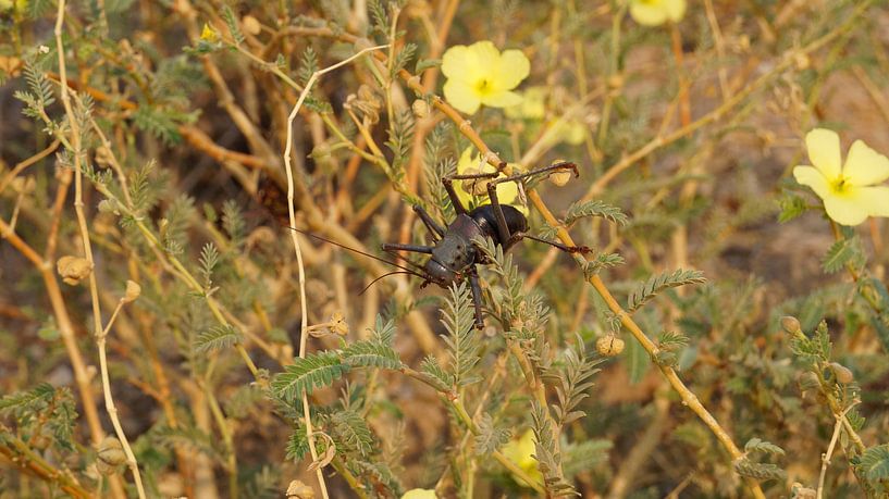 Insect van Erna Haarsma-Hoogterp