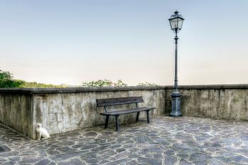 Gatto di Farindola - Italien