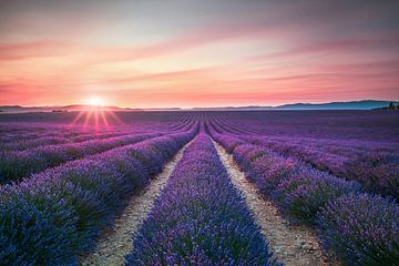 Lavendelbloemenvelden bij zonsondergang. Valensole, Frankrijk van Stefano Orazzini