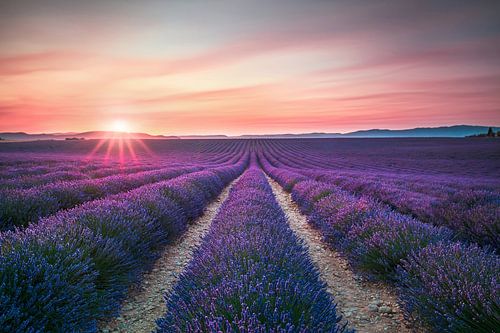 Lavendelbloemenvelden bij zonsondergang. Valensole, Frankrijk
