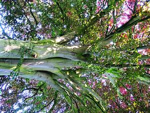 Tree Magic 134