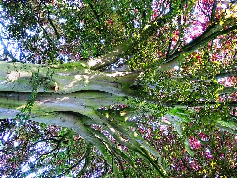 Tree Magic 134 von MoArt (Maurice Heuts)