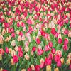 Pink White Tulips by Martijn Tilroe