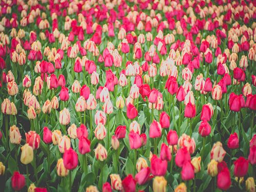 Pink White Tulips