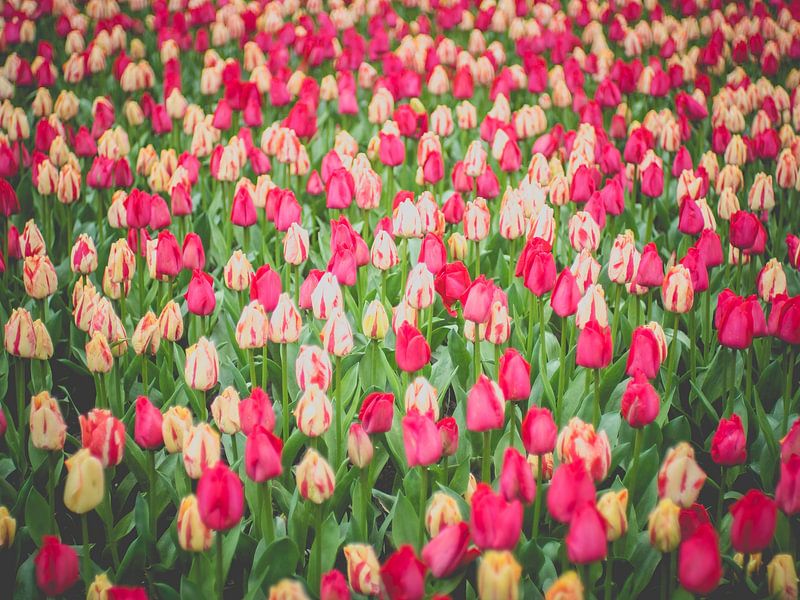 Roze Witte Tulpen van Martijn Tilroe