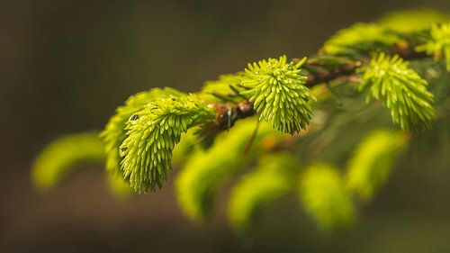 Pine branch after rain