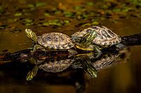 tortues avec miroir