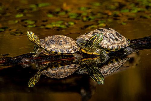 tortues avec miroir